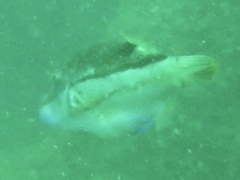 Canthigaster punctata