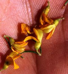 Aspalathus spinosa flavispina