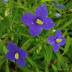 Exacum pumilum