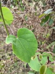 Pericampylus glaucus