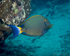 Acanthurus dussumieri