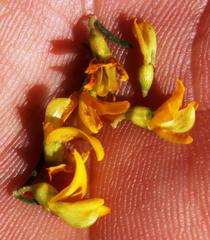 Aspalathus spinosa flavispina