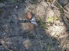 Cheilanthes capensis