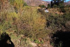 Aspalathus spinosa flavispina