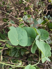 Pericampylus glaucus