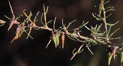 Aspalathus spinosa flavispina