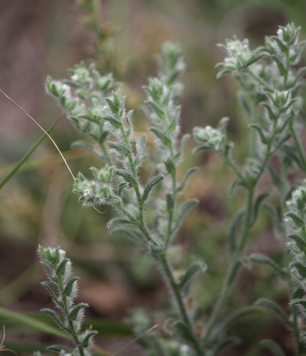 Mexican cryptantha (Cryptantha mexicana)