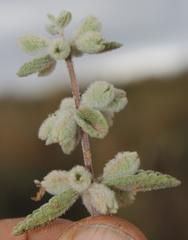 Stachys lamarckii