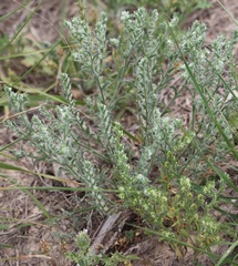 Cryptantha mexicana