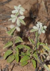 Stachys lamarckii