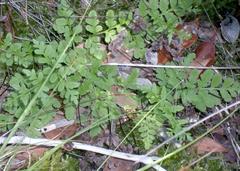 Cheilanthes capensis