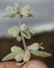 Stachys lamarckii