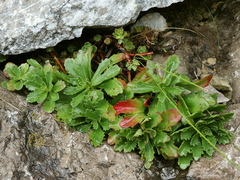 Micranthes stellaris