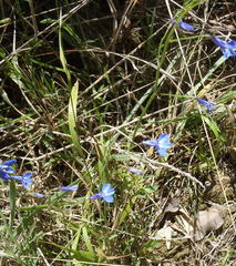Lobelia flaccida flaccida