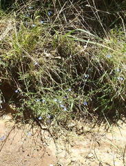 Lobelia flaccida flaccida