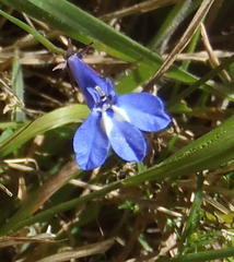 Lobelia flaccida flaccida