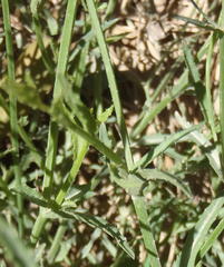 Lobelia flaccida flaccida