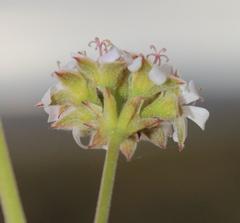 Pelargonium leucophyllum