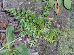 Asplenium adiantum-nigrum