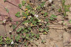 Pelargonium leucophyllum