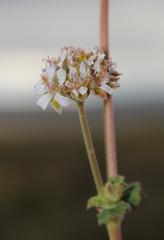 Pelargonium leucophyllum