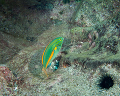 Stethojulis balteata