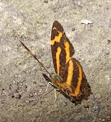 Symbrenthia niphanda