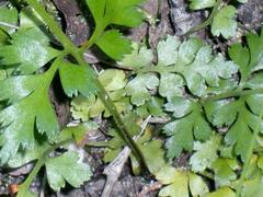 Asplenium adiantum-nigrum
