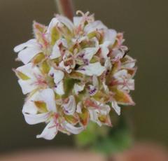 Pelargonium leucophyllum