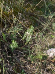 Asperula tenella