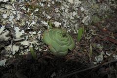 Crassula cremnophila