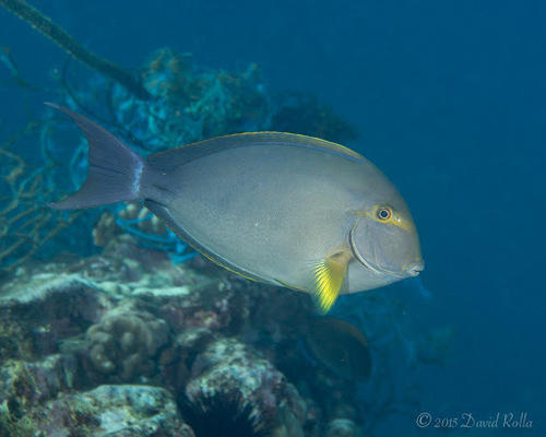 Yellowfin Surgeonfish