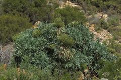 Cussonia paniculata paniculata