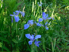Iris giganticaerulea