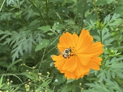 Bombus impatiens