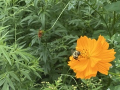Bombus impatiens