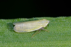 Arthaldeus