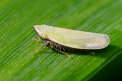 Arthaldeus
