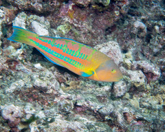 Thalassoma trilobatum