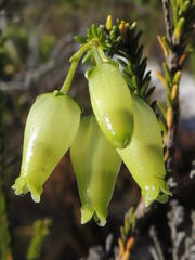 Erica urna-viridis
