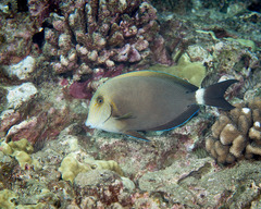 Acanthurus nigroris
