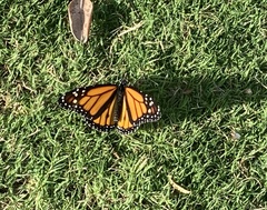 Danaus plexippus
