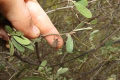Diospyros lycioides lycioides