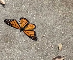 Danaus plexippus