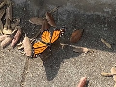 Danaus plexippus