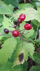 Actaea rubra rubra