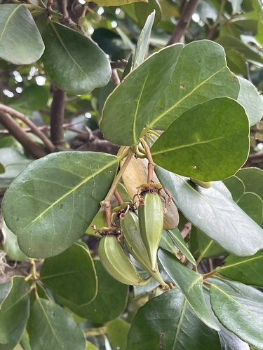 Brexia madagascariensis