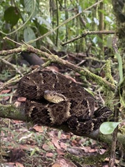 Bothrops osbornei