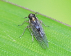 Laodelphax striatella