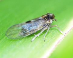 Laodelphax striatella